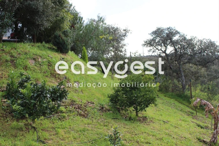 Terreno Agricola ou Rústico para Venda em São Martinho das Amoreiras Foto 7