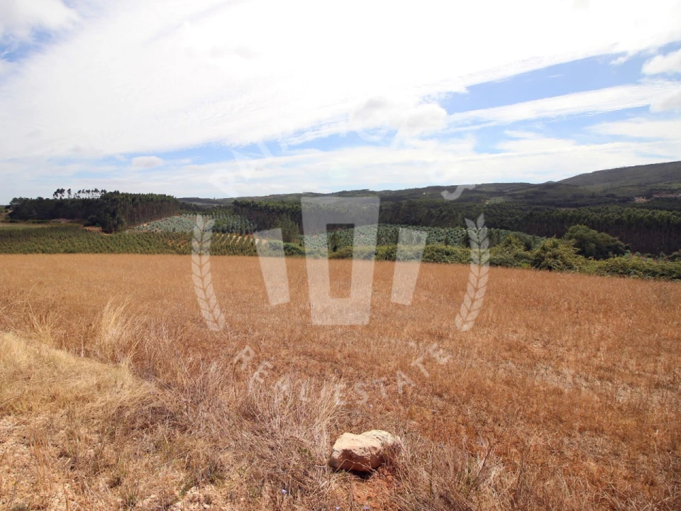 Terreno Agricola ou Rústico para Venda em Lamas e Cercal Foto 7
