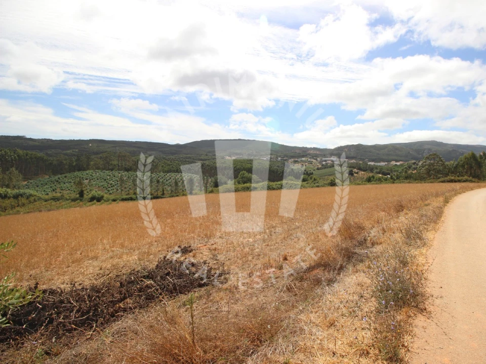 Terreno Agricola ou Rústico para Venda em Lamas e Cercal Foto 15