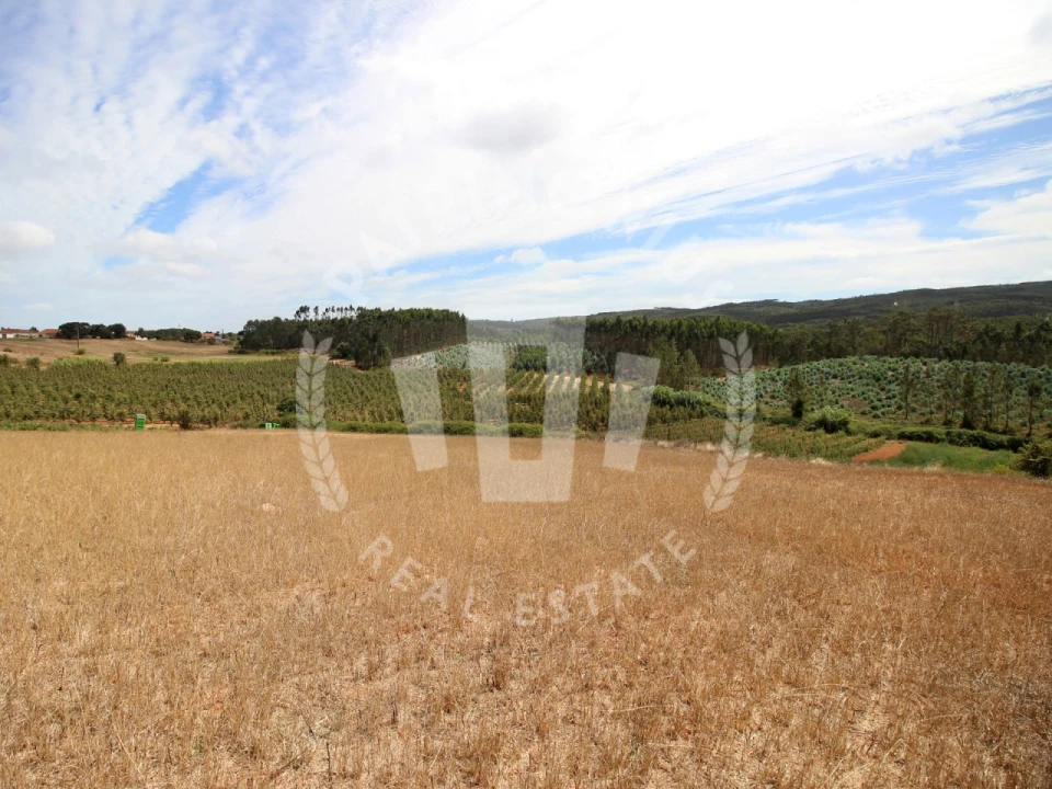 Terreno Agricola ou Rústico para Venda em Lamas e Cercal Foto 16