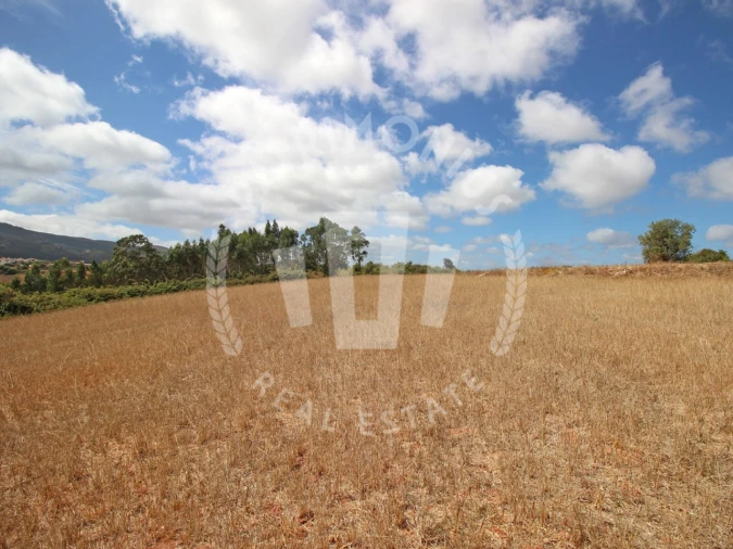 Terreno Agricola ou Rústico para Venda em Lamas e Cercal Foto 17