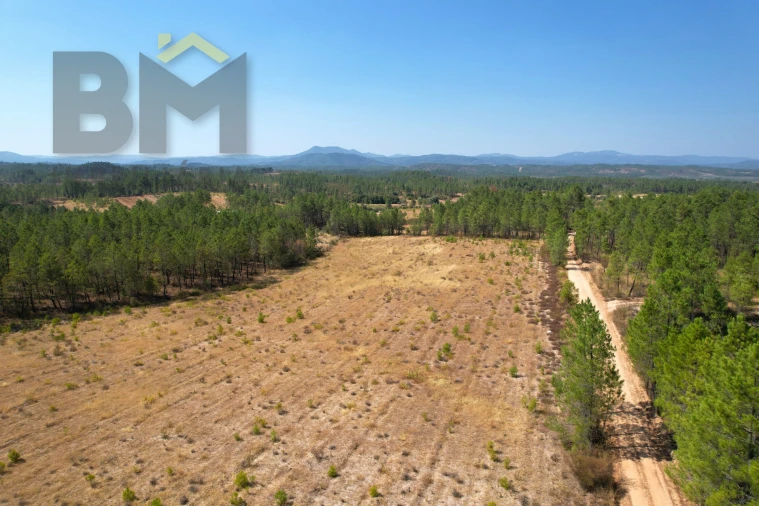 Terreno Agricola ou Rústico para Venda em Sarzedas Foto 3