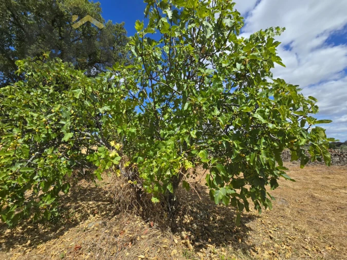 Terreno Agricola ou Rústico para Venda em Escalos de Cima e Lousa Foto 11