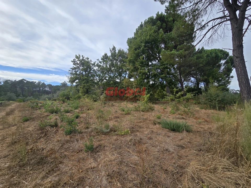 Terreno para Venda em Santos Evos Foto 1