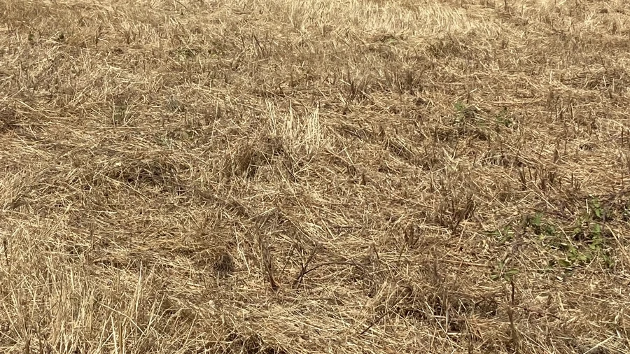 Terreno para Venda em Colmeias e Memória