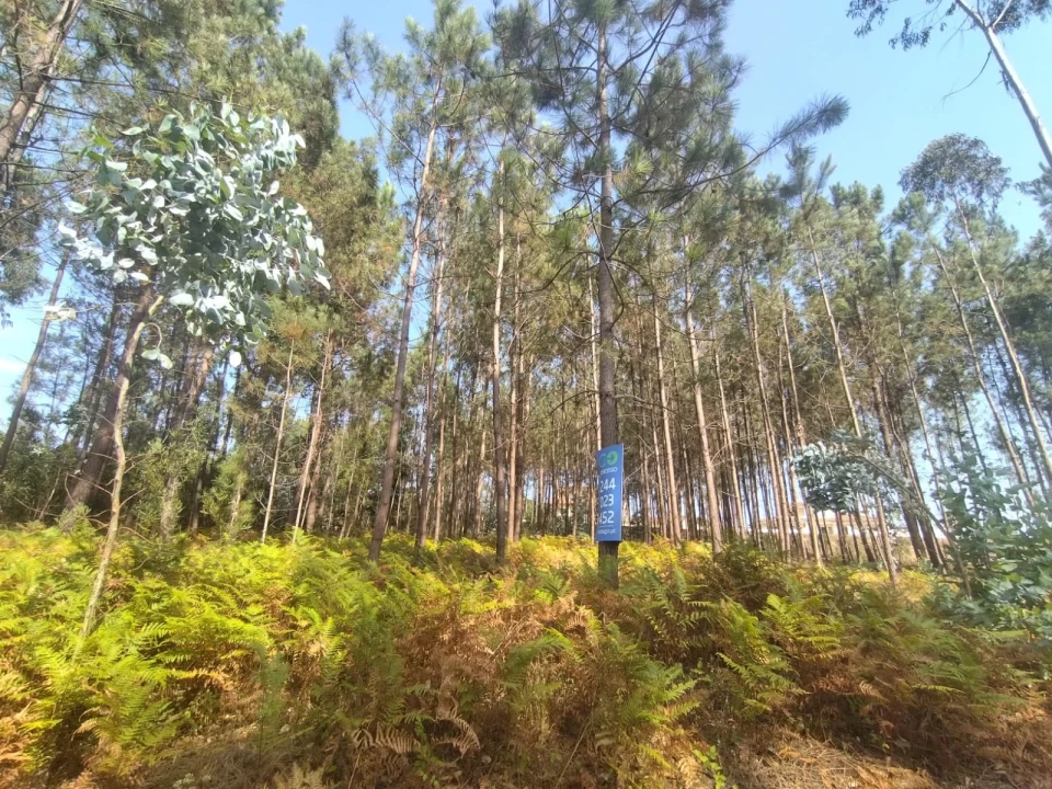 Terreno para Venda em Bidoeira de Cima Foto 5