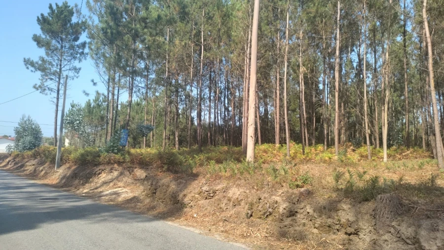 Terreno para Venda em Bidoeira de Cima Foto 3