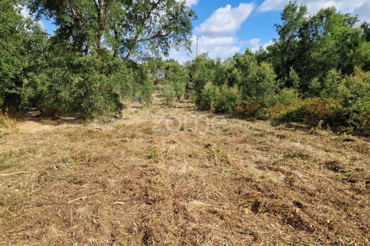 Terreno para Venda em Soure Foto 8