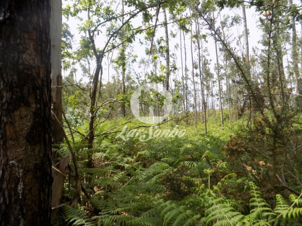 Terreno para Venda em Aver-O-Mar, Amorim e Terroso Foto 8
