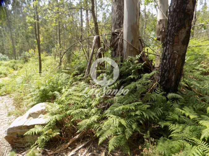 Terreno para Venda em Aver-O-Mar, Amorim e Terroso Foto 7