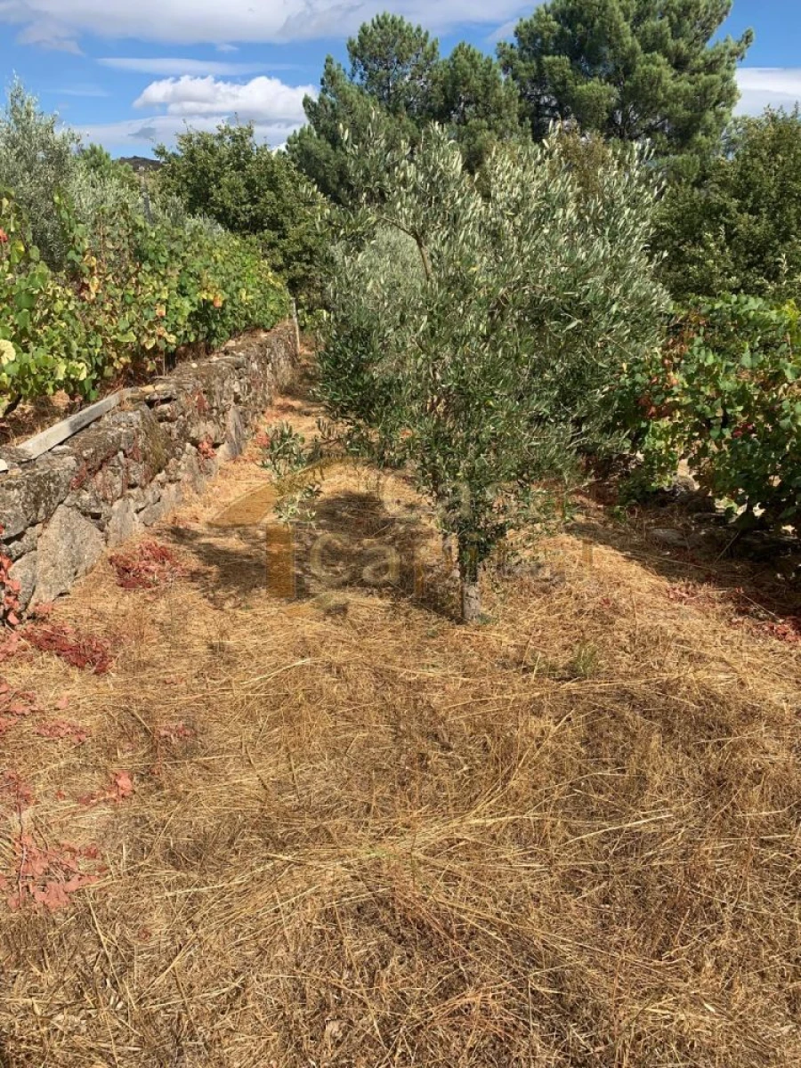 Terreno para Venda em São Tomé do Castelo e Justes Foto 4