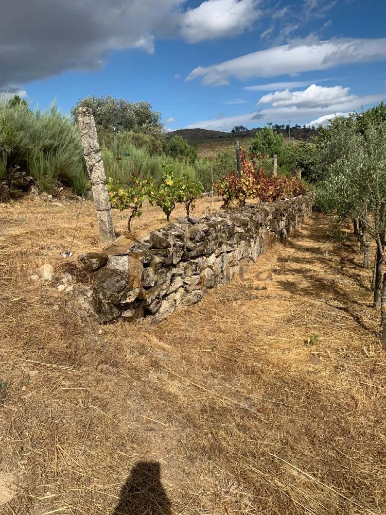 Terreno para Venda em São Tomé do Castelo e Justes Foto 8