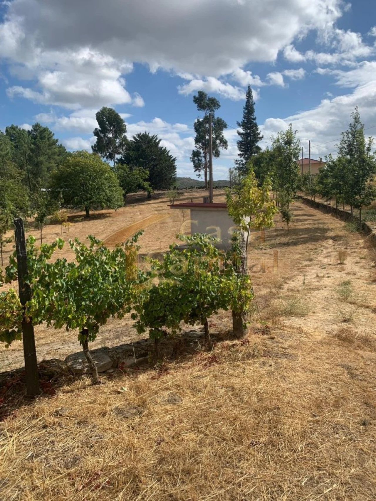 Terreno para Venda em São Tomé do Castelo e Justes Foto 1