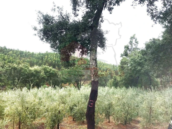 Quinta T2 para Venda em Pedrogão Pequeno Foto 35