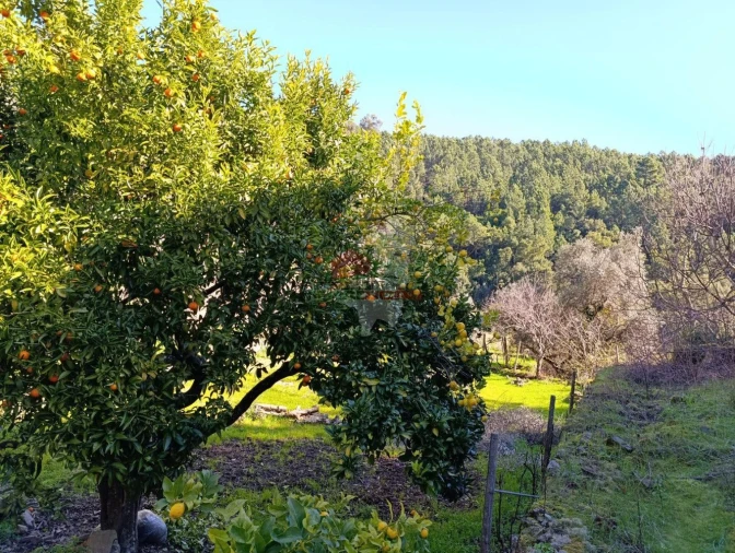 Quinta T2 para Venda em Sobreira Formosa e Alvito da Beira Foto 49