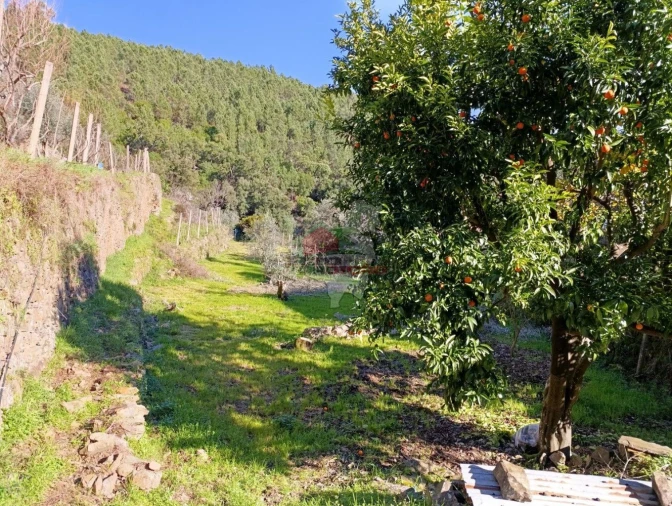 Quinta T2 para Venda em Sobreira Formosa e Alvito da Beira Foto 41