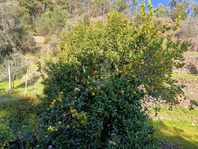 Quinta T2 para Venda em Sobreira Formosa e Alvito da Beira Foto 48