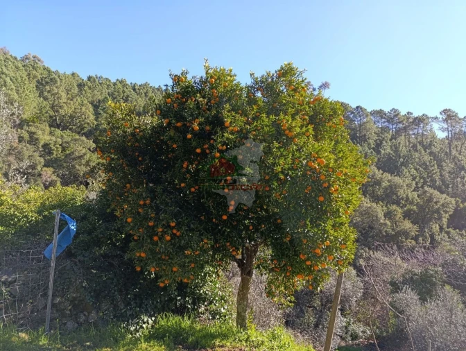 Quinta T2 para Venda em Sobreira Formosa e Alvito da Beira Foto 47