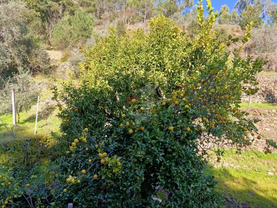 Quinta T2 para Venda em Sobreira Formosa e Alvito da Beira Foto 48