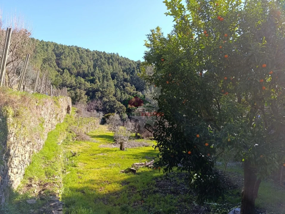 Quinta T2 para Venda em Sobreira Formosa e Alvito da Beira Foto 45