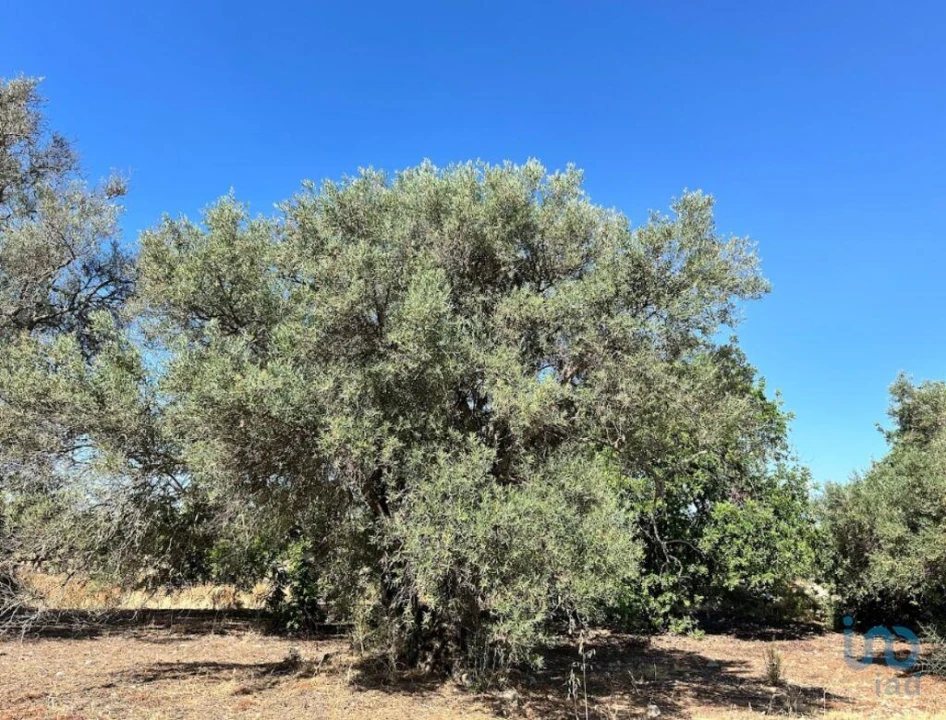 Terreno para Venda em Luz de Tavira e Santo Estêvão Foto 8