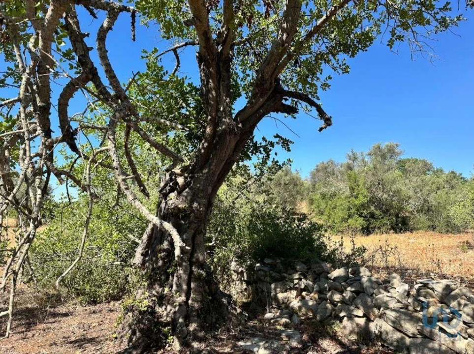 Terreno para Venda em Luz de Tavira e Santo Estêvão Foto 4