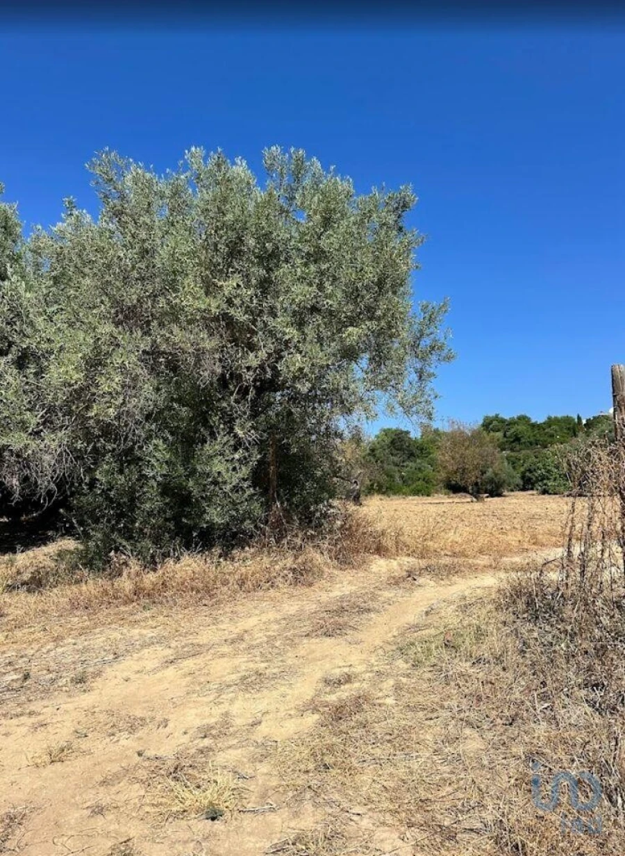 Terreno para Venda em Luz de Tavira e Santo Estêvão Foto 10