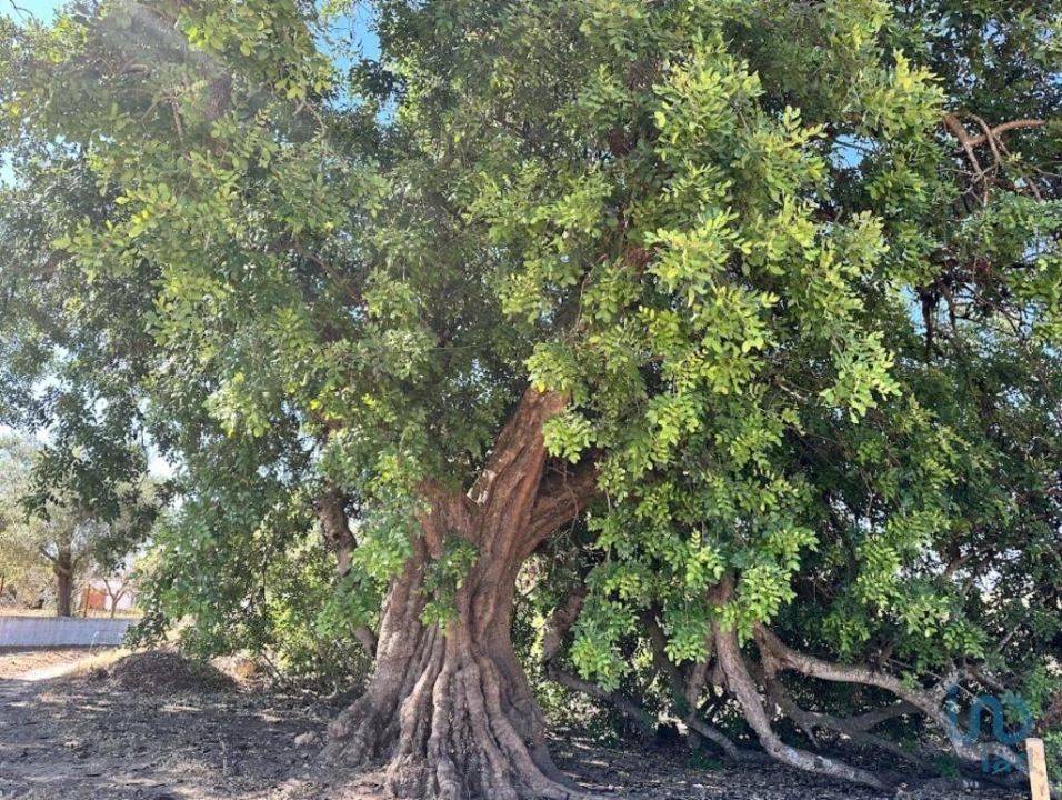 Terreno para Venda em Luz de Tavira e Santo Estêvão Foto 1