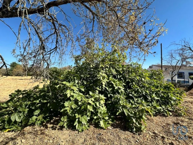 Terreno para Venda em Luz de Tavira e Santo Estêvão Foto 4