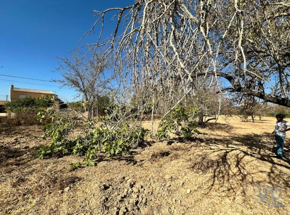 Terreno para Venda em Luz de Tavira e Santo Estêvão Foto 5