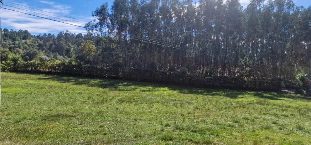 Terreno para Venda em Pinheiro Foto 17