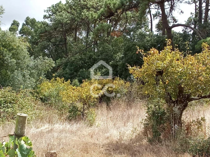 Terreno para Venda em Roliça Foto 14