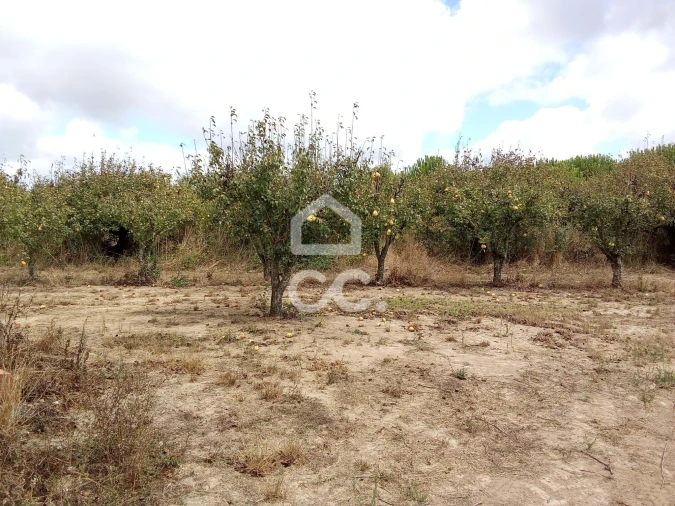 Terreno para Venda em Roliça Foto 7