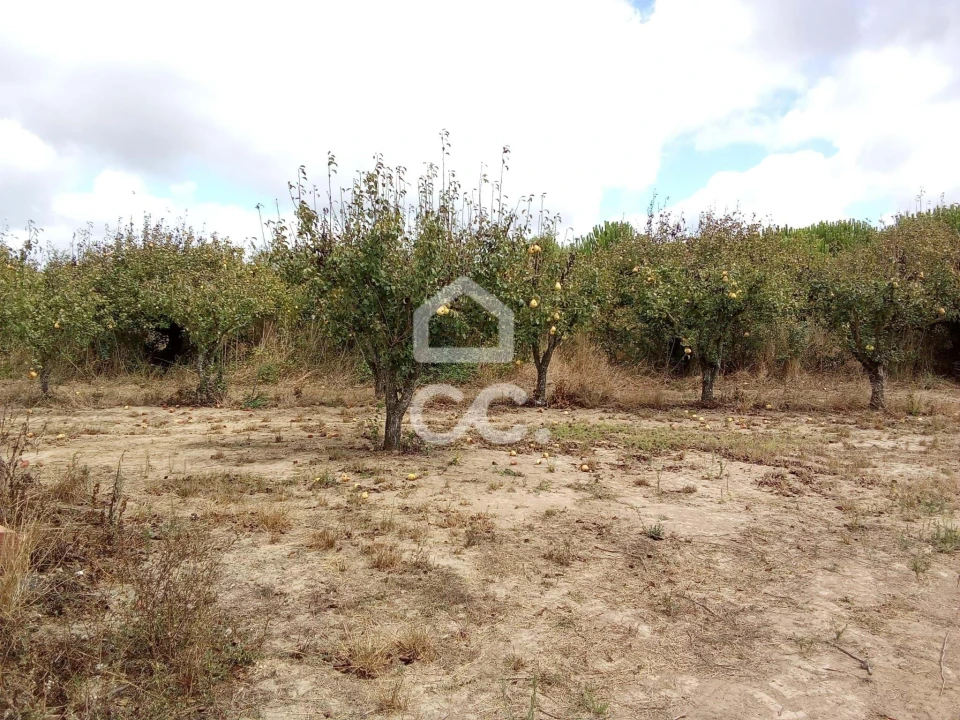 Terreno para Venda em Roliça Foto 7