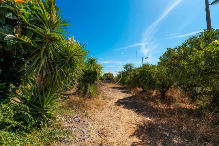 Terreno para Arrendamento em Montenegro Foto 36