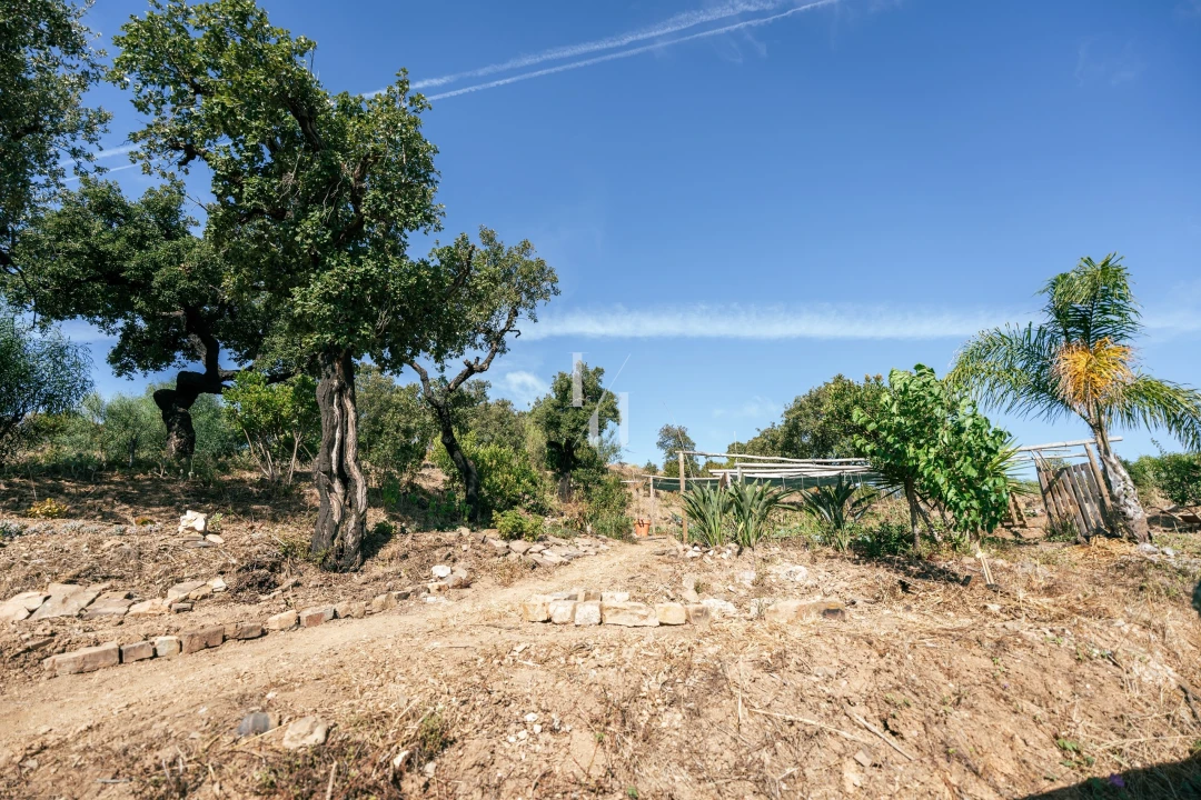 Terreno para Venda em Barão de São Miguel Foto 4