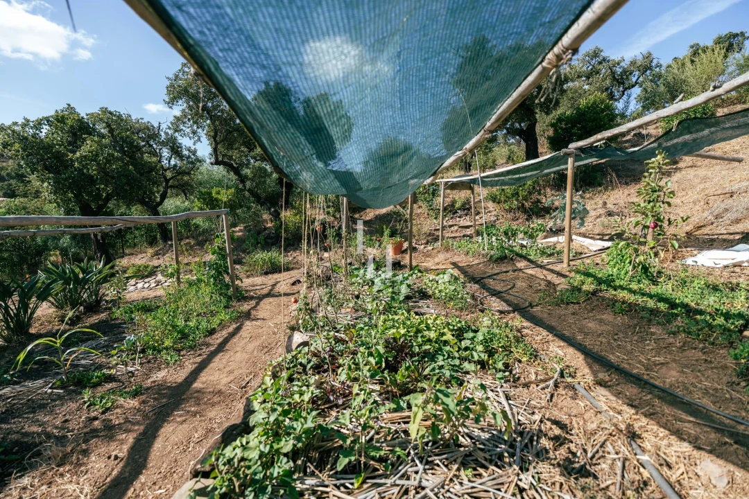 Terreno para Venda em Barão de São Miguel Foto 10