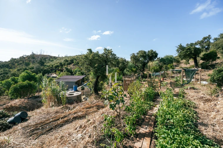 Terreno para Venda em Barão de São Miguel Foto 7