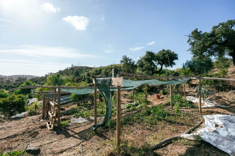 Terreno para Venda em Barão de São Miguel Foto 9