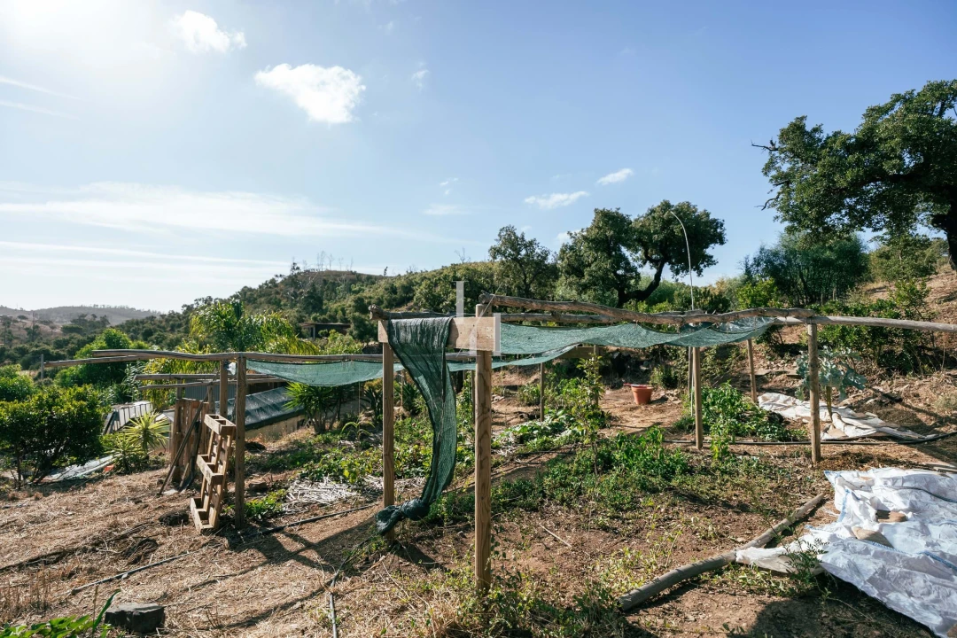 Terreno para Venda em Barão de São Miguel Foto 9