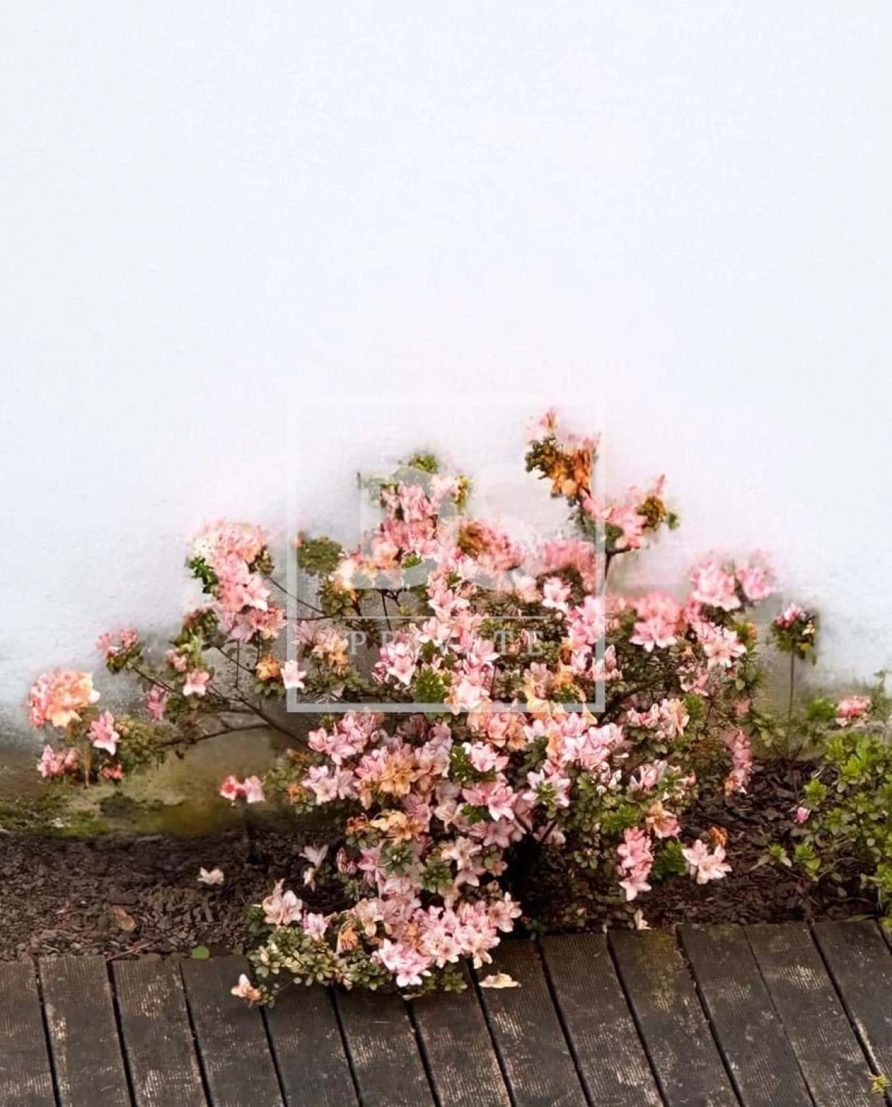 Moradia T4 para Venda em Merelim (São Paio), Panoias e Parada de Tibães Foto 35