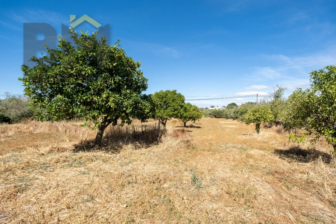 Terreno Agricola ou Rústico para Venda em Escalos de Baixo e Mata Foto 9