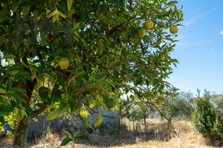 Terreno Agricola ou Rústico para Venda em Escalos de Baixo e Mata Foto 12