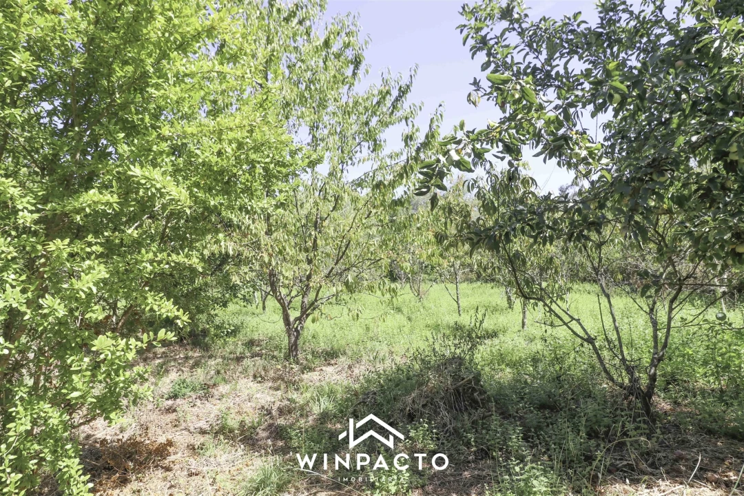 Terreno para Venda em Mangualde, Mesquitela e Cunha Alta Foto 4