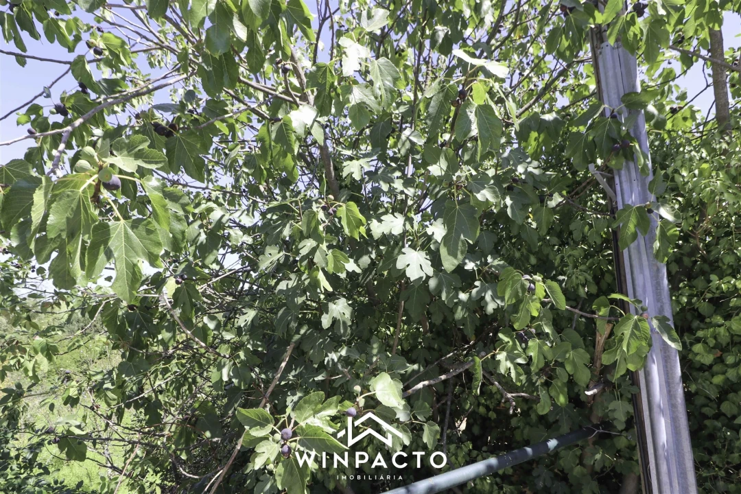 Terreno para Venda em Mangualde, Mesquitela e Cunha Alta Foto 13