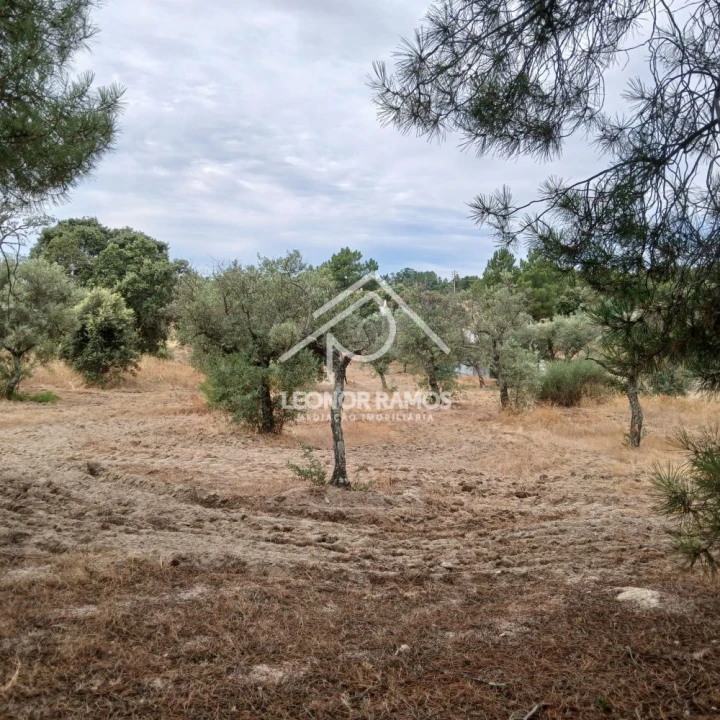 Terreno para Venda em Escalos de Baixo e Mata Foto 2