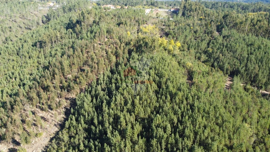Terreno para Venda em Sertã Foto 9