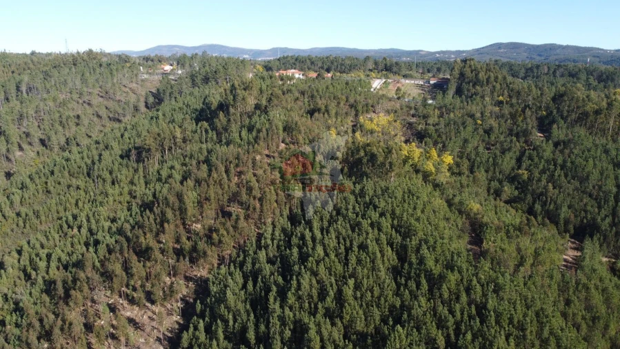 Terreno para Venda em Sertã Foto 8