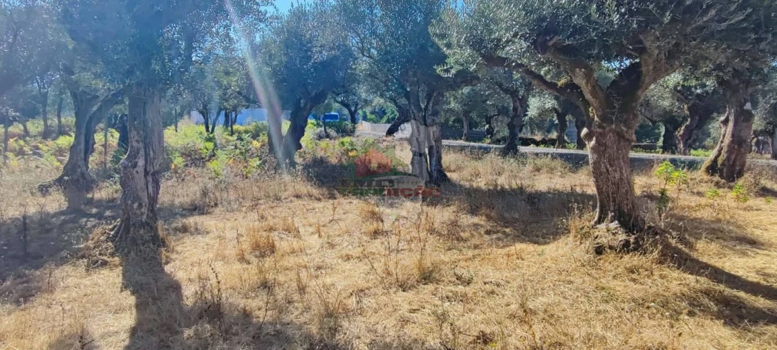 Terreno para Venda em Sertã Foto 16