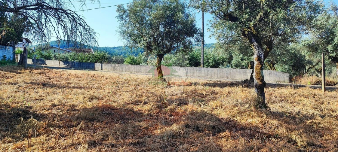 Terreno para Venda em Sertã Foto 3